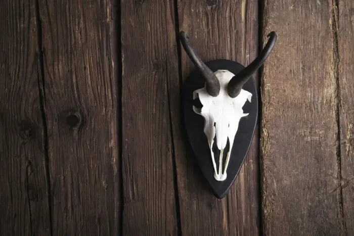 Framed Print : Skull of a Chamois -Rupicapra rubicapra- on a rustic wooden wall Framed Print : Skull of a Chamois -Rupicapra rubicapra- on a rustic wooden wall