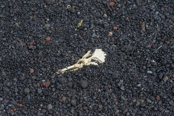 Skull of a Chinstrap Penguin -Pygoscelis antarctica-, buried in lava sand, Baily Head, Deception Island, South Shetland Islands, Antarctic Peninsula, Antarctica