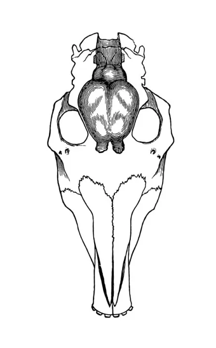 Framed Print : Skull of Coryphodon in outline with brains drawn in Framed Print : Skull of Coryphodon in outline with brains drawn in