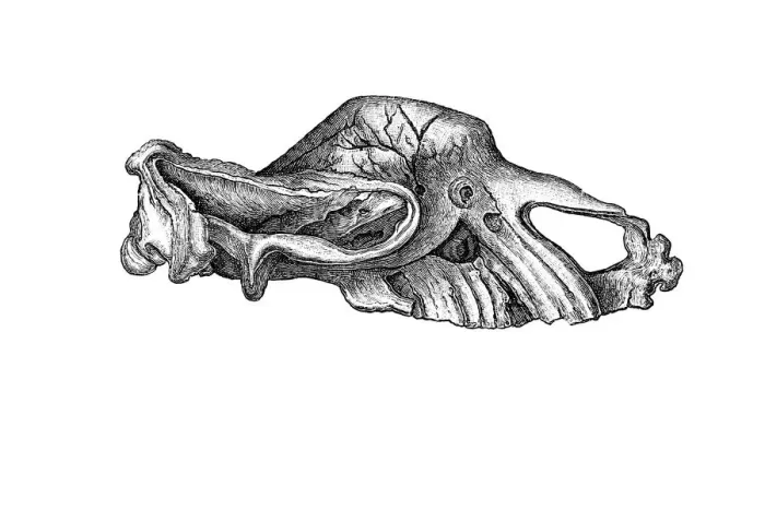 Framed Print : Skull of Elasmotherium Framed Print : Skull of Elasmotherium