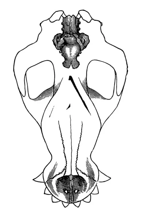 Framed Print : Skull of horse in outline with brains drawn in