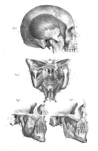 Skull mandibular anatomy engraving 1866