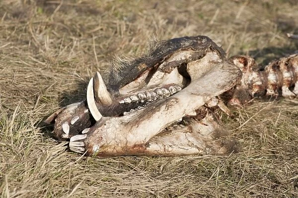 Skull of a perished Wild Boar -Sus scrofa-, Elbe river floodplains near Dessau-Rosslau, Middle Elbe Biosphere Reserve, Saxony-Anhalt, Germany