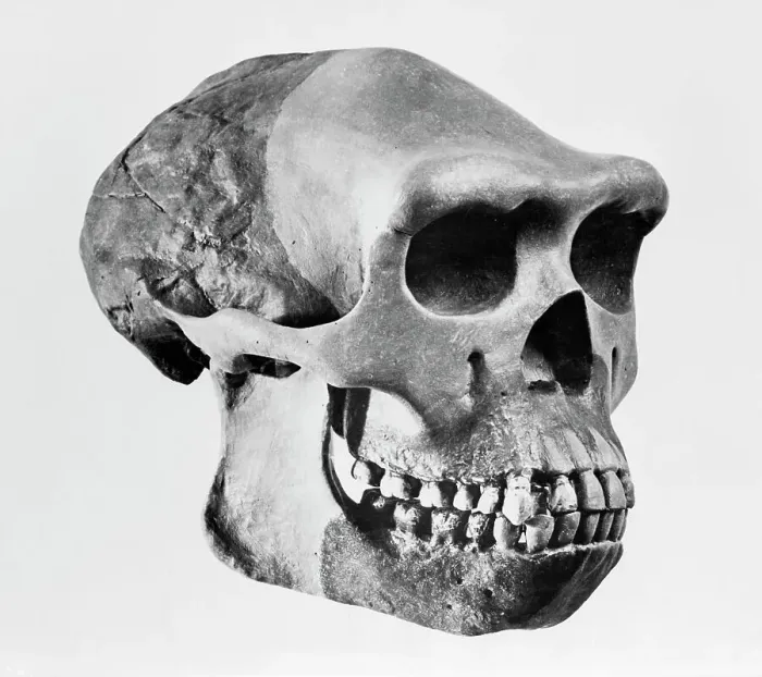 Framed Print : Skull of Pithecanthropus Robustus Framed Print : Skull of Pithecanthropus Robustus