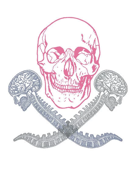 Skull and spine