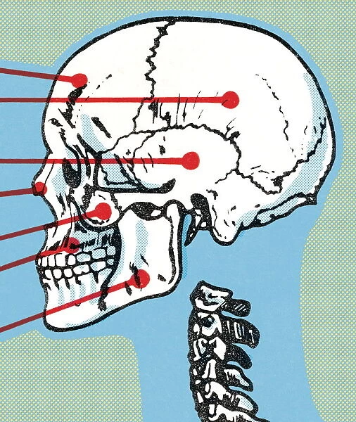 Skull and spine