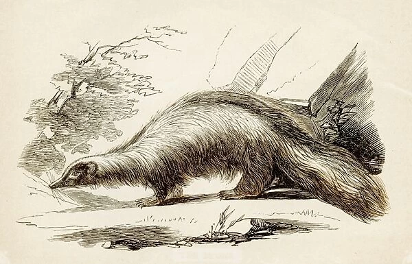 Skunk engraving 1851