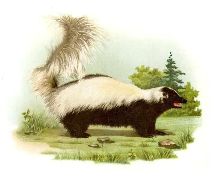 Framed Print : Skunk lithograph 1897 Framed Print : Skunk lithograph 1897