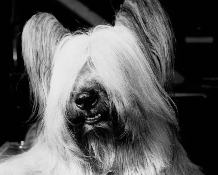 Framed Print : Skye terrier Framed Print : Skye terrier