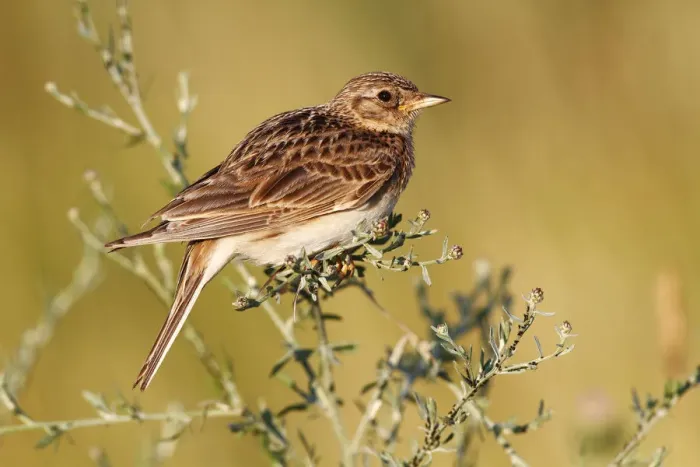 Framed Print : Skylark -Alauda arvensis-, perched on a grassy plant, Apetlon, Lake Neusiedl, Burgenland, Austria, Europe Framed Print : Skylark -Alauda arvensis-, perched on a grassy plant, Apetlon, Lake Neusiedl, Burgenland, Austria, Europe