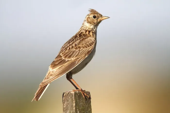 Framed Print : Skylark (Alauda arvensis) sitting on a fence post Framed Print : Skylark (Alauda arvensis) sitting on a fence post