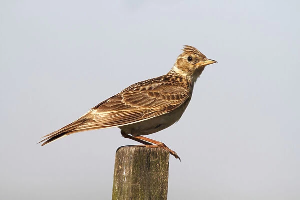 Skylark (Alauda arvensis) sitting on a fence post