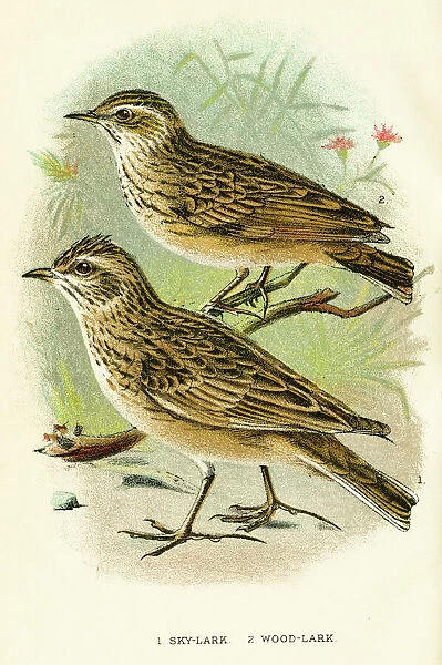 Skylark bird engraving 1896