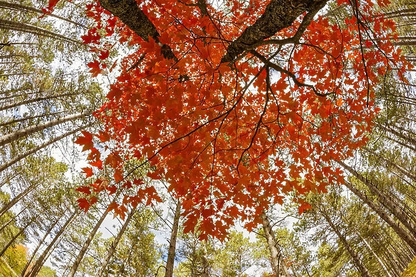 Skyward view of maple tree in pine forest, Upper Peninsula of Michigan, USA