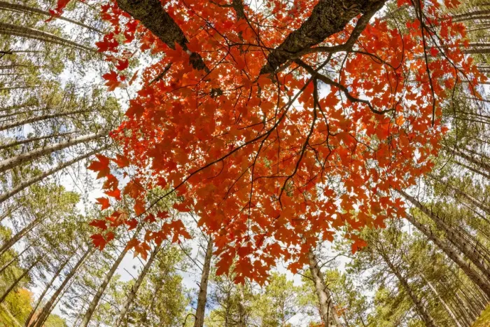 Framed Print : Skyward view of maple tree in pine forest, Upper Peninsula of Michigan, USA Framed Print : Skyward view of maple tree in pine forest, Upper Peninsula of Michigan, USA