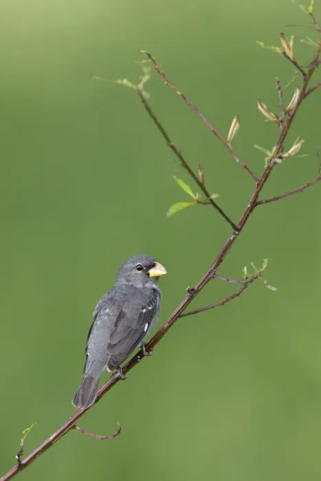 Framed Print : Slate-colored Seedeater (Sporophila schistacea) Framed Print : Slate-colored Seedeater (Sporophila schistacea)