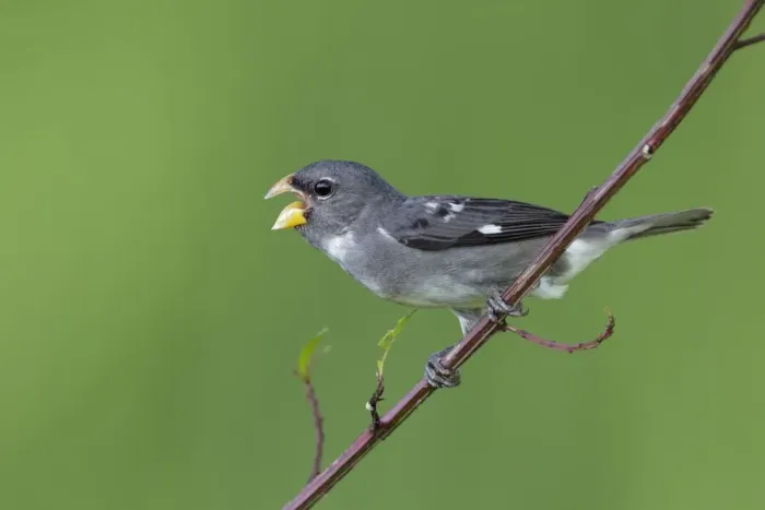 Framed Print : Slate-colored Seedeater (Sporophila schistacea) Framed Print : Slate-colored Seedeater (Sporophila schistacea)