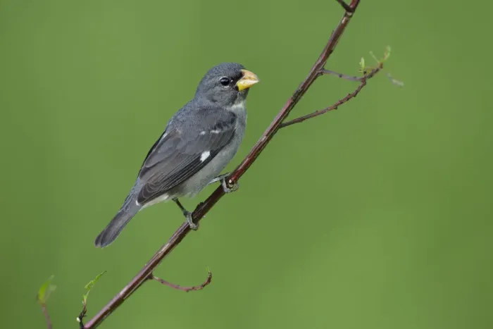 Framed Print : Slate-colored Seedeater (Sporophila schistacea) Framed Print : Slate-colored Seedeater (Sporophila schistacea)