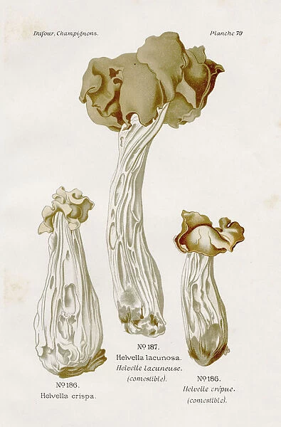 Slate grey saddle mushroom 1891
