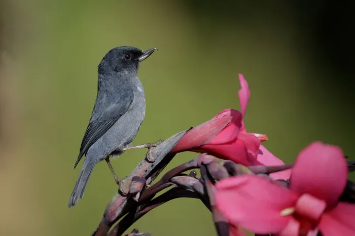 Framed Print : Slaty Flowerpiercer (Diglossa plumbea) male