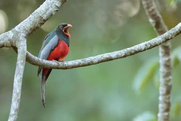 Framed Print : Slaty-tailed Trogon