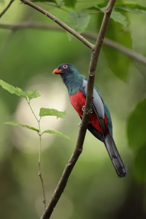 Framed Print : Slaty-tailed Trogon Framed Print : Slaty-tailed Trogon