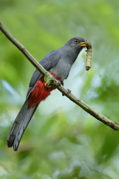Framed Print : Slaty-tailed Trogon Framed Print : Slaty-tailed Trogon