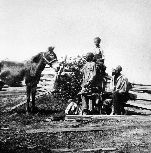 Slaves in a field with a horse during the US civil war circa 1861