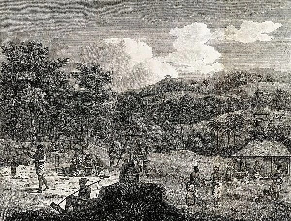Slaves harvesting cinnamon near Colombo, 1801, Sri Lanka, Historic, digitally restored reproduction from a 19th century original