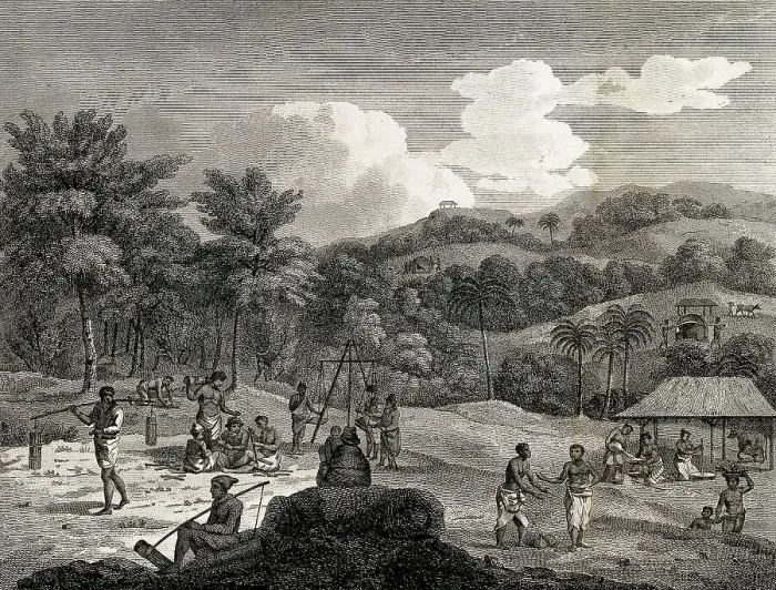 Framed Print : Slaves harvesting cinnamon near Colombo, 1801, Sri Lanka, Historic, digitally restored reproduction from a 19th century original Framed Print : Slaves harvesting cinnamon near Colombo, 1801, Sri Lanka, Historic, digitally restored reproduction from a 19th century original