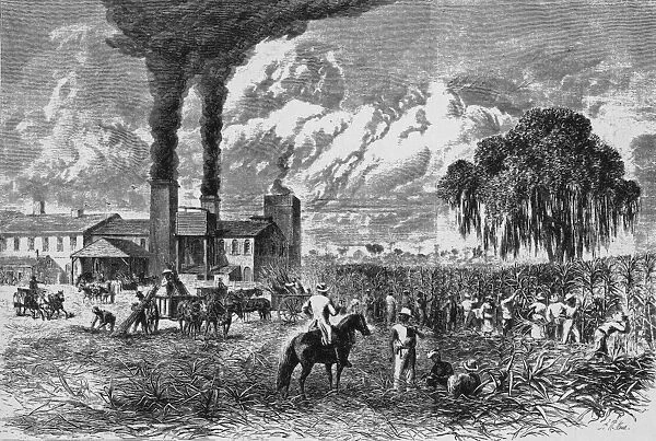 Slaves Working On Sugar Plantation