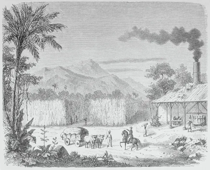 Framed Print : Slaves Working on Sugar Plantation Framed Print : Slaves Working on Sugar Plantation