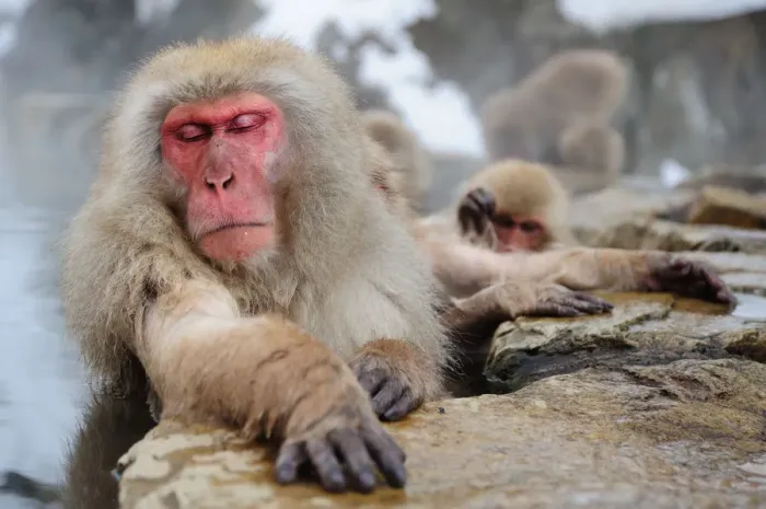 Framed Print : Sleeping beauty - Jigokudani Snow Monkey Park
