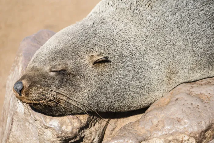 Framed Print : Sleeping Brown Fur Seal or Cape Fur Seal -Arctocephalus pusillus-, Dorob National Park, Cape Cross, Namibia Framed Print : Sleeping Brown Fur Seal or Cape Fur Seal -Arctocephalus pusillus-, Dorob National Park, Cape Cross, Namibia