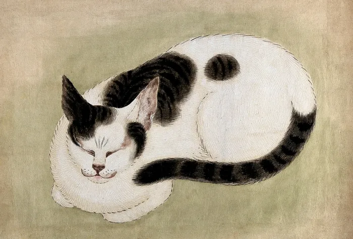 Framed Print : A Sleeping Cat Framed Print : A Sleeping Cat