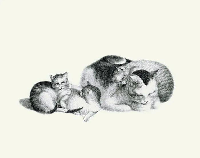 Framed Print : Sleeping Cat and Kittens Framed Print : Sleeping Cat and Kittens