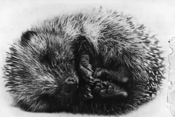 Framed Print : Sleeping Hedgehog