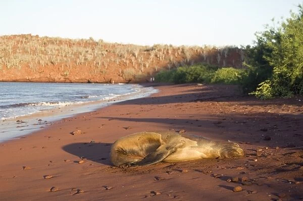 Sleeping Sea lion, Galapagos Islands