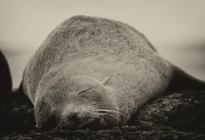 Framed Print : Sleepy Seal Framed Print : Sleepy Seal