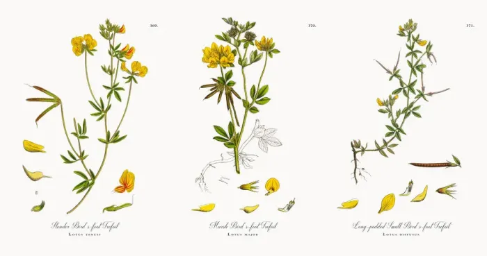 Framed Print : Slender Birdas-foot Trefoil, Lotus tenuis, Victorian Botanical Illustration, 1863