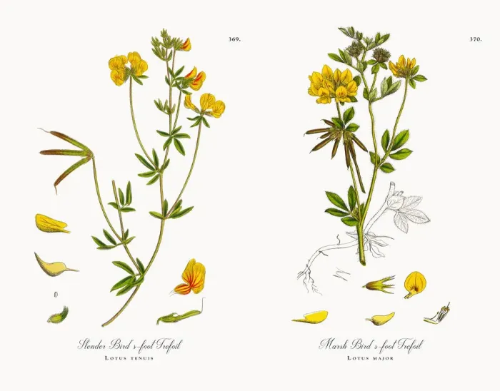 Framed Print : Slender Birdas-foot Trefoil, Lotus tenuis, Victorian Botanical Illustration, 1863 Framed Print : Slender Birdas-foot Trefoil, Lotus tenuis, Victorian Botanical Illustration, 1863