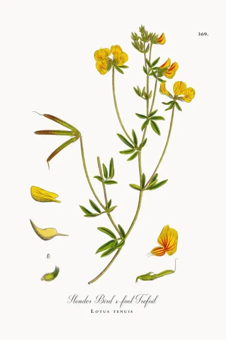 Framed Print : Slender Birdas-foot Trefoil, Lotus tenuis, Victorian Botanical Illustration, 1863 Framed Print : Slender Birdas-foot Trefoil, Lotus tenuis, Victorian Botanical Illustration, 1863