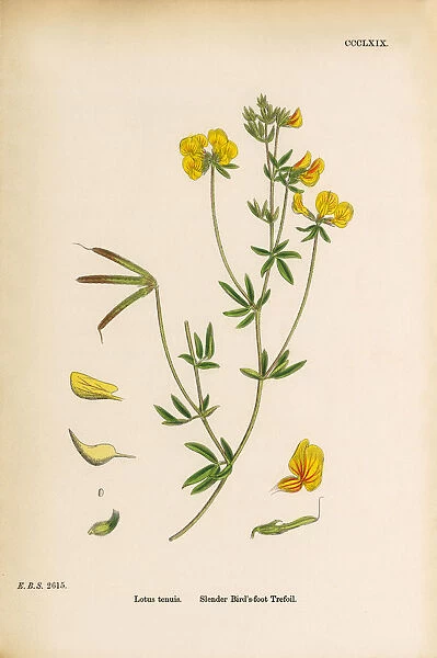 Slender Birdas-foot Trefoil, Lotus tenuis, Victorian Botanical Illustration, 1863