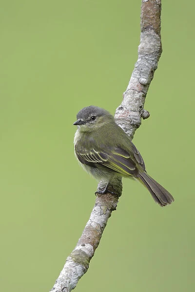 Slender-footed Tyrannulet (Zimmerius gracilipes)