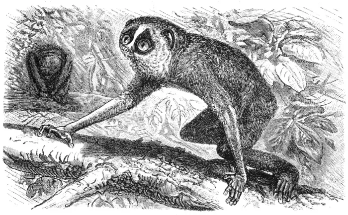 Framed Print : Slender Loris or Loris tardigradus Framed Print : Slender Loris or Loris tardigradus
