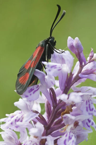 Slender Scotch Burnet moth (Zygaena loti or Lictoria Lotis), Seiser Alm, Dolomites, Alto Adige, Italy, Europe