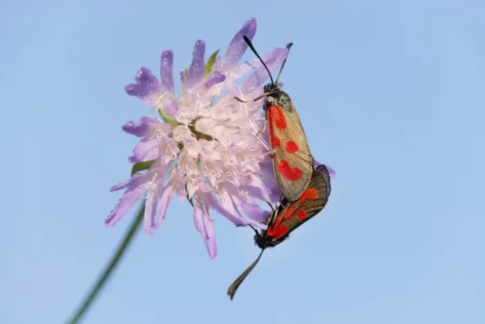 Framed Print : Slender Scotch Burnet -Zygaena loti-, mating, Thuringia, Germany Framed Print : Slender Scotch Burnet -Zygaena loti-, mating, Thuringia, Germany