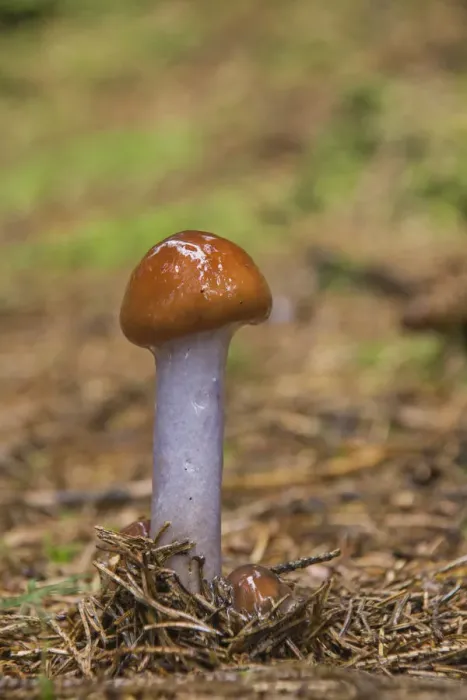 Framed Print : Slimy Webcap (Cortinarius muscigenus) Framed Print : Slimy Webcap (Cortinarius muscigenus)