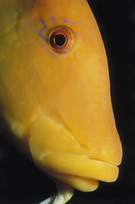 Framed Print : Slingjaw Wrasse Framed Print : Slingjaw Wrasse