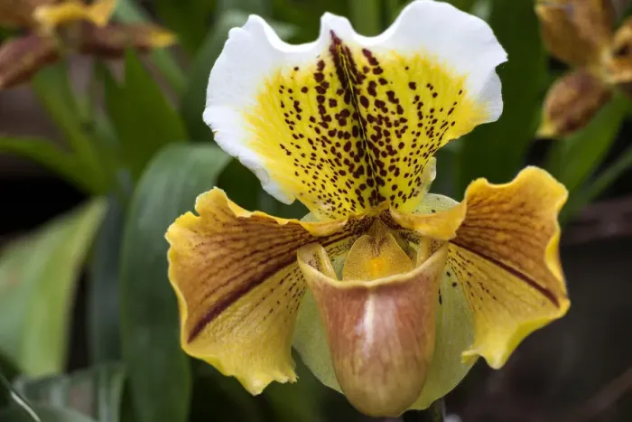 Framed Print : Slipper Orchid -Paphiopedilum-, Mainau, Baden-Wurttemberg, Germany Framed Print : Slipper Orchid -Paphiopedilum-, Mainau, Baden-Wurttemberg, Germany